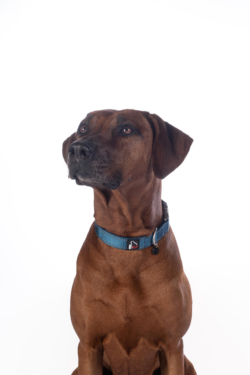 HKM Hundehalsband -Anam Cara- Nylon