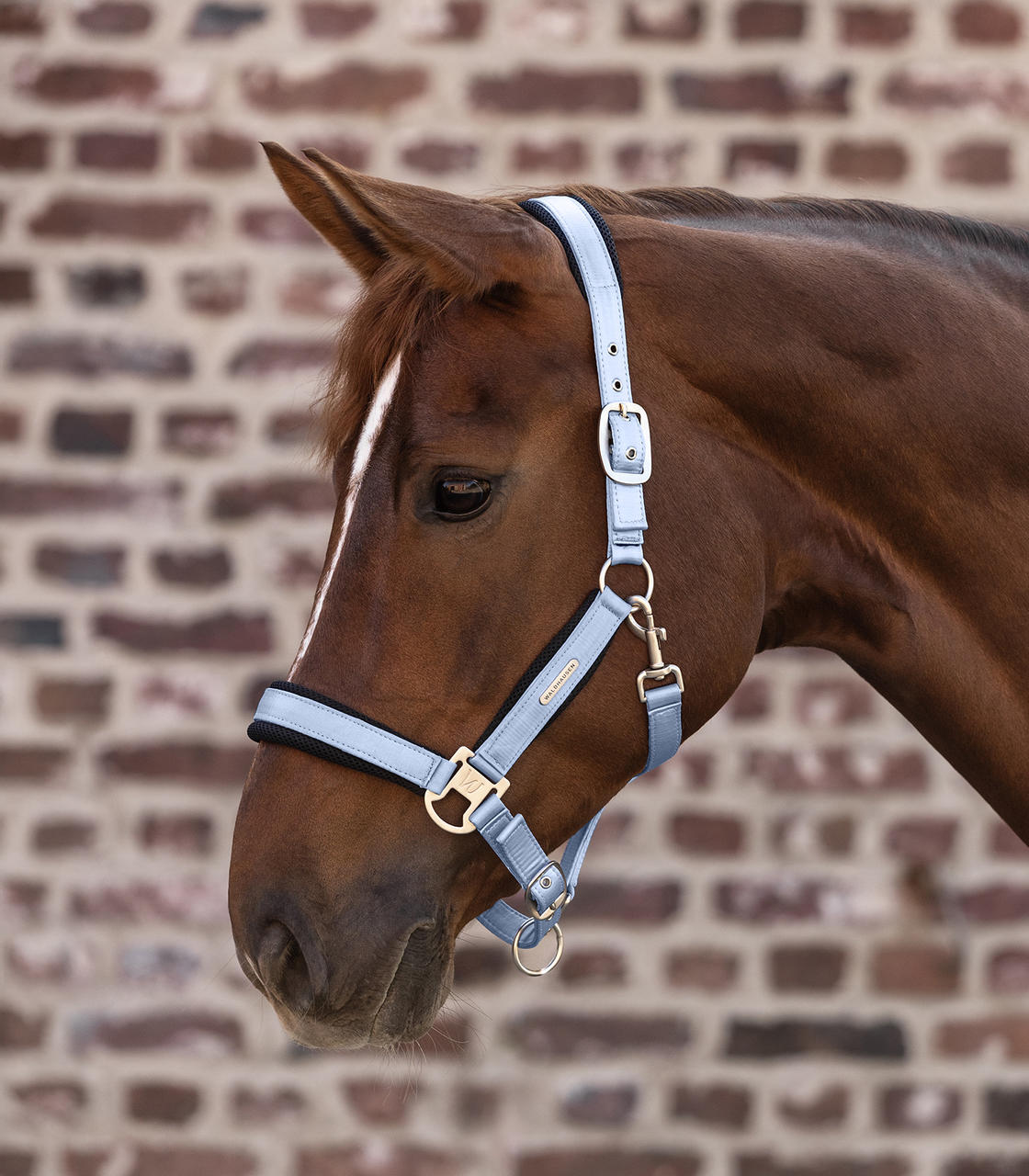 Waldhausen Halfter Breath