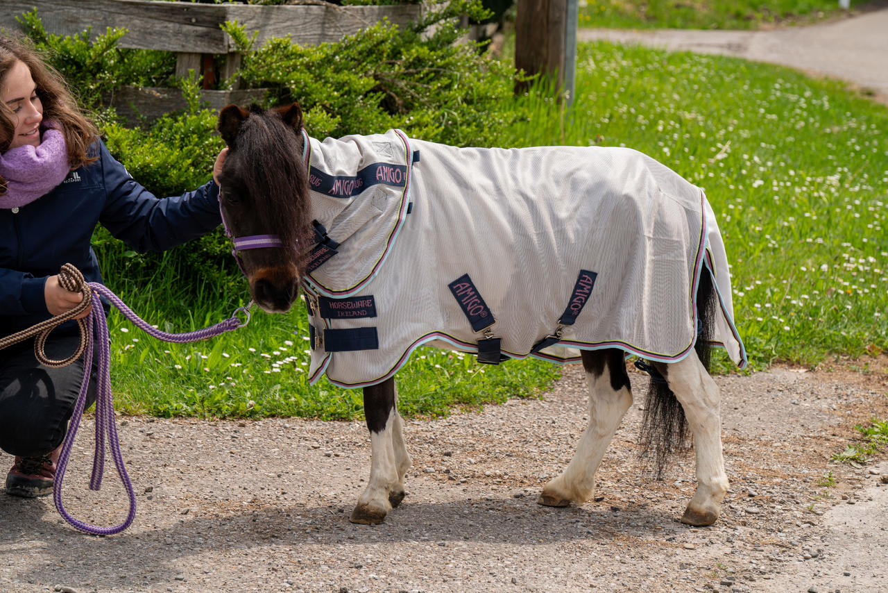 Horseware Amigo Bug Rug Plus Petite Horseware Amigo Bug Rug Plus Petite