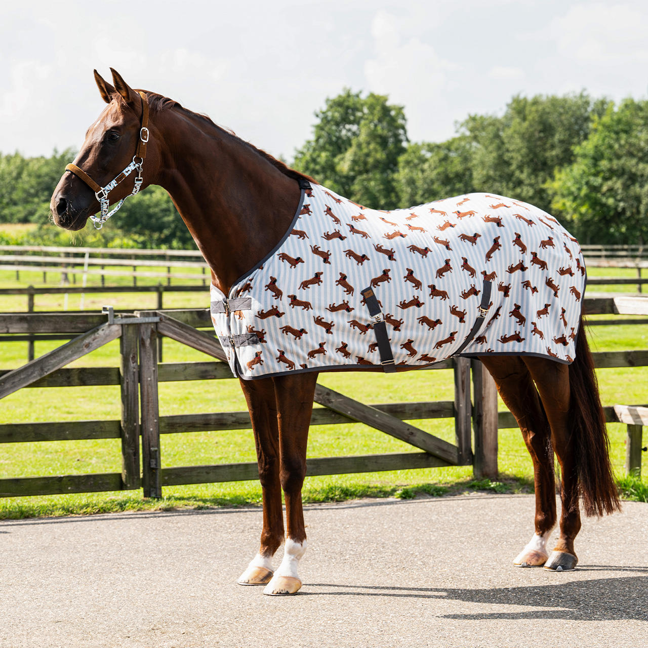 QHP Fleecedecke Stable Buddy