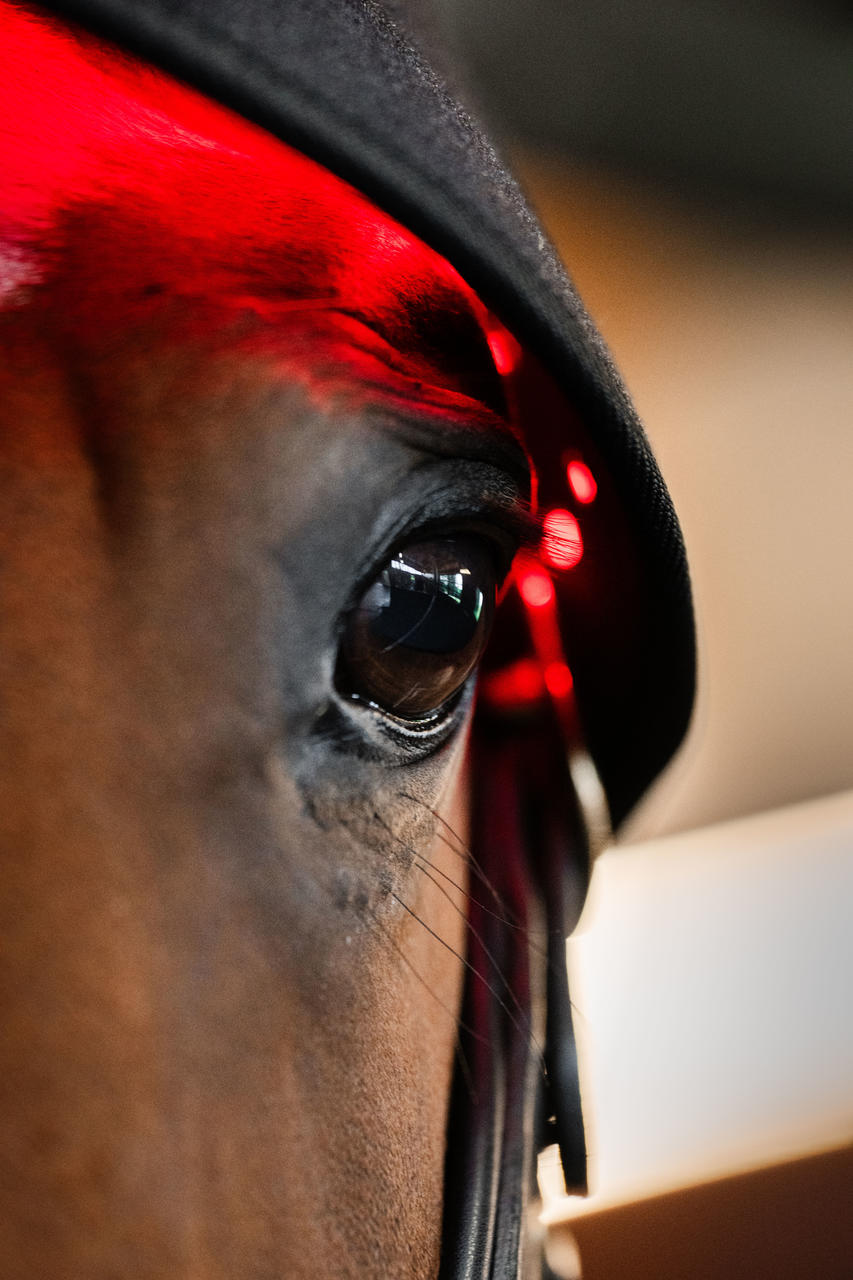 Horseware LED Red Light Therapy Poll Cap