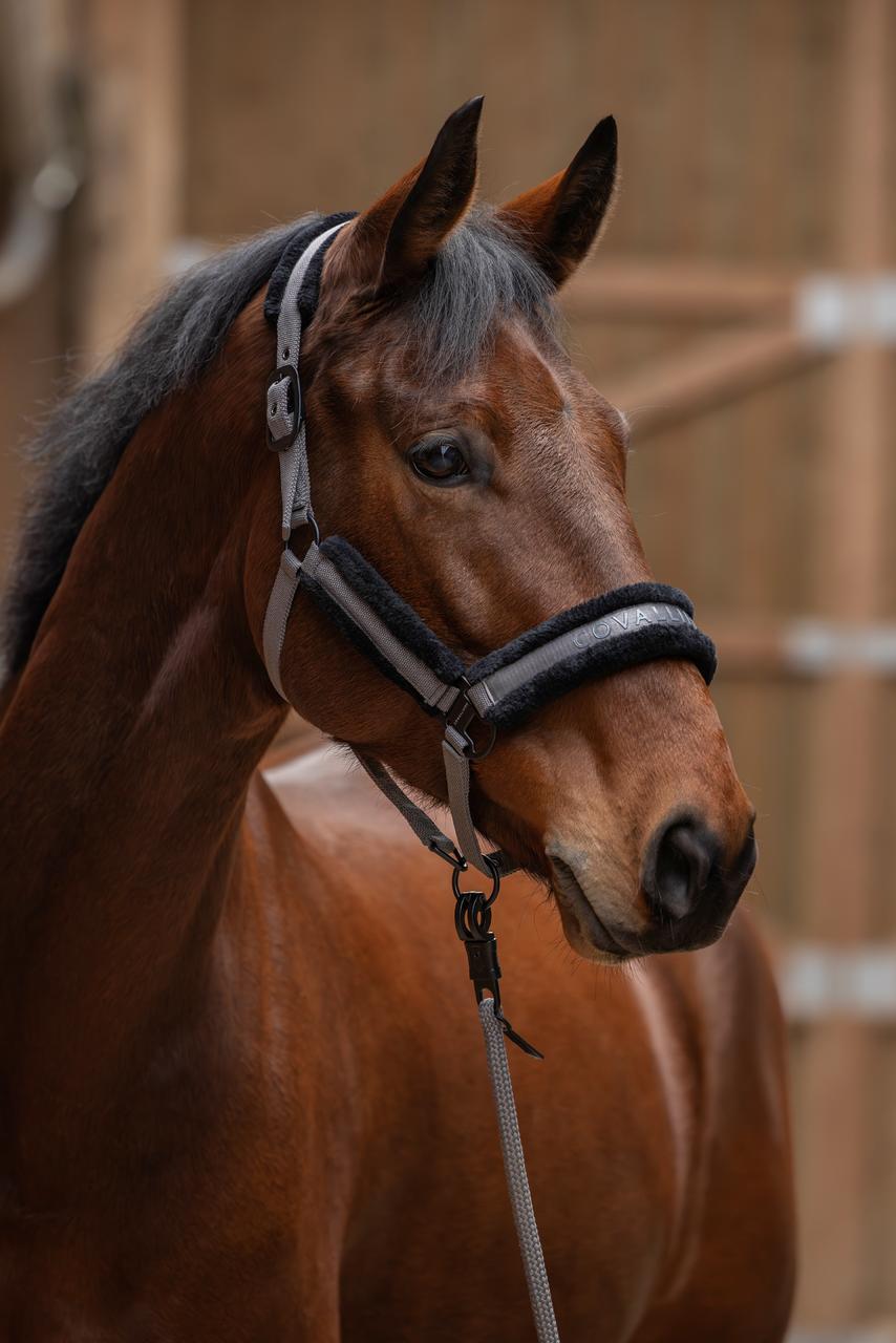 Covalliero Halfter