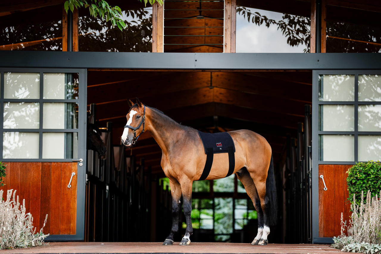 Horseware LED Red Light Therapy Pad
