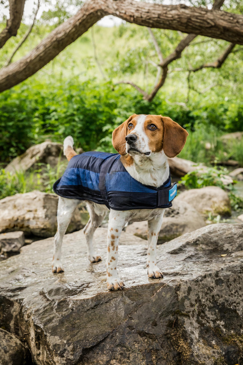 Cool on Track Cooling Hundemantel