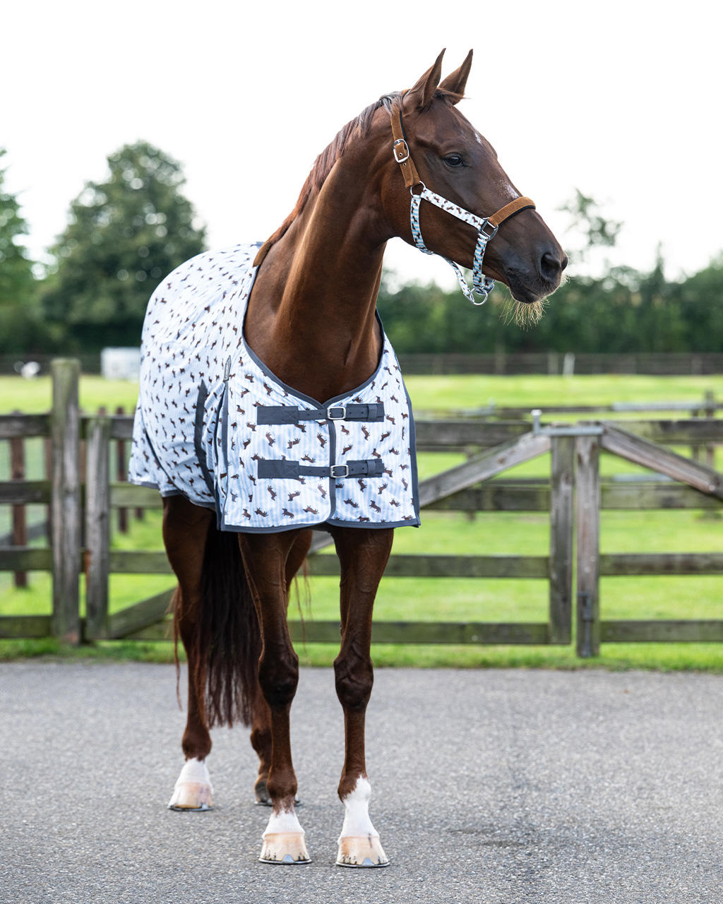 QHP Fliegendecke Stable Buddy