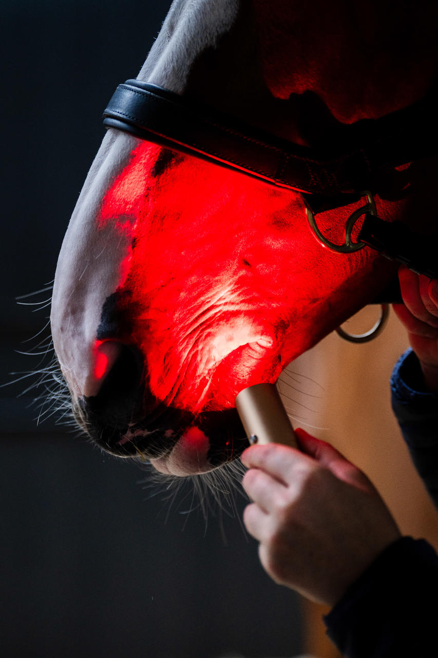 Horseware LED Red Light Therapy Wand