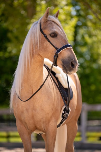 F.R.A. Gebissloser Zaum Alizee mistral